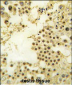 ZNF219 Antibody (N-term)